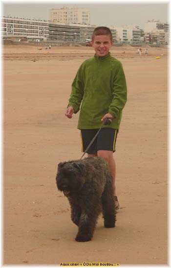 Bouvier des Flandres Association &Ocirc; Dis Moi BouBou